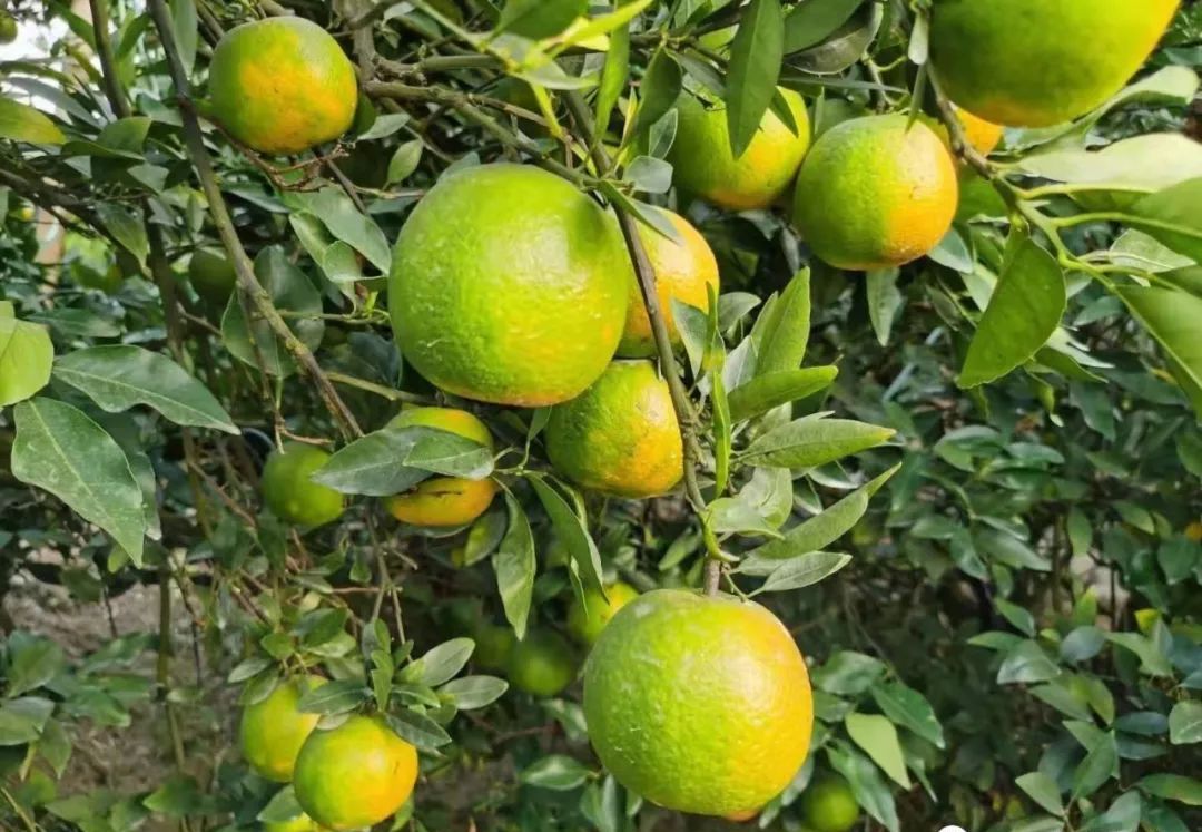 蕉柑是汕头市具有地方特色的水果品种,诉说着乡村振兴的喜悦之情