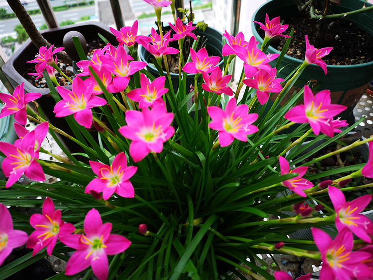 "玫瑰精品"红羽,如美人裙摆,四季开花,可以说盆栽必备