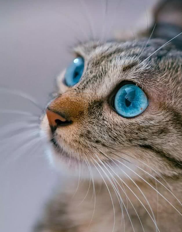 捡了一只小狸花猫养大发现眼睛是蓝色的像蓝宝石一样漂亮