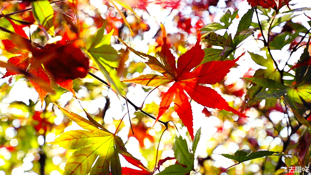 秋叶|秋水|梧桐_新浪新闻