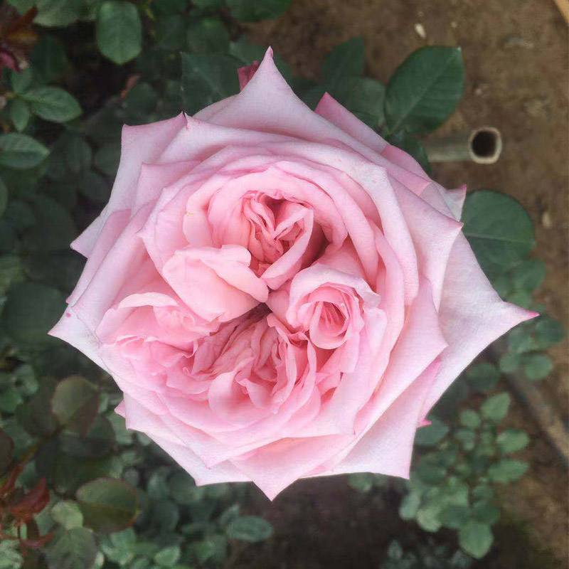 格鲁斯亚琛,花开粉嫩秀丽,似一条粉色的丝带,粉嫩迷人