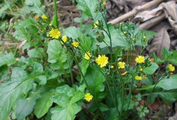 农村一种草叫黄鹌菜过去农民把它当害草殊不知如今很珍贵