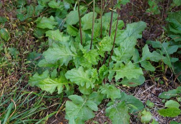 农村一种草叫黄鹌菜过去农民把它当害草殊不知如今很珍贵