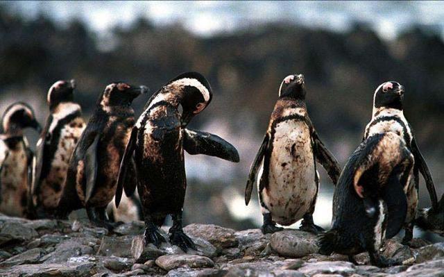 动物被垃圾折磨的痛不欲生,有的已经畸形!看了之后心痛不已!