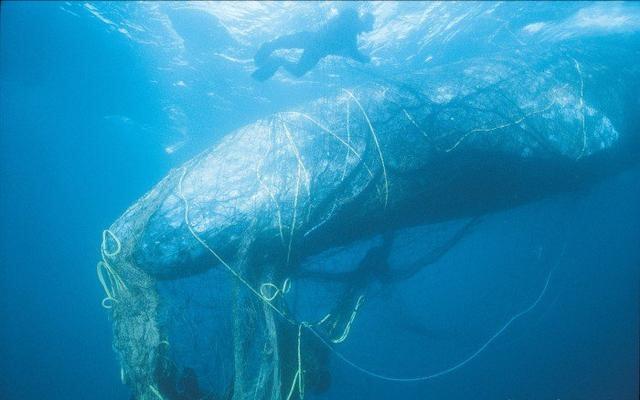 龜|海洋垃圾|塑料瓶_新浪新聞