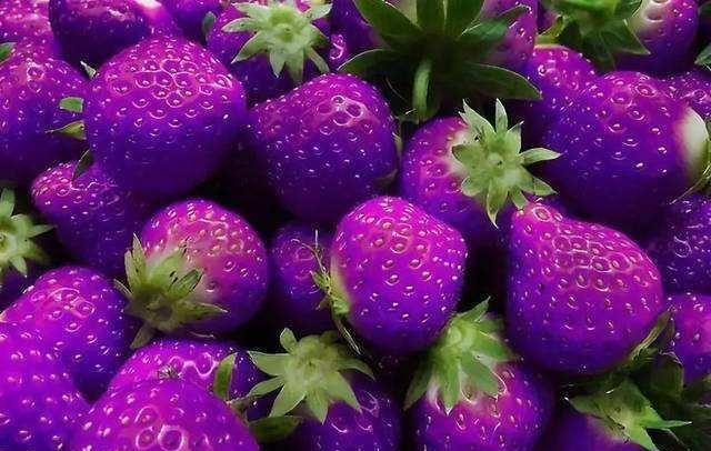 草莓|水果|橙子_新浪新闻