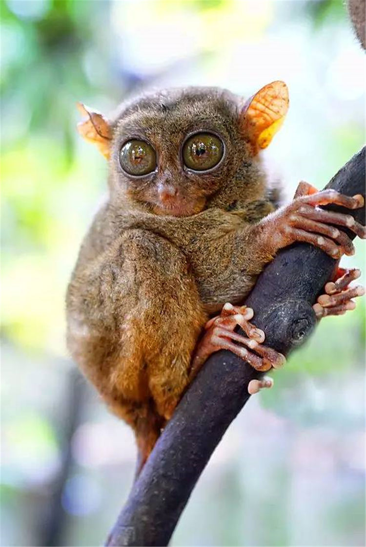 世上最聪明的猴子,拳头大的身子,眼睛却占半张脸,酷似外星人