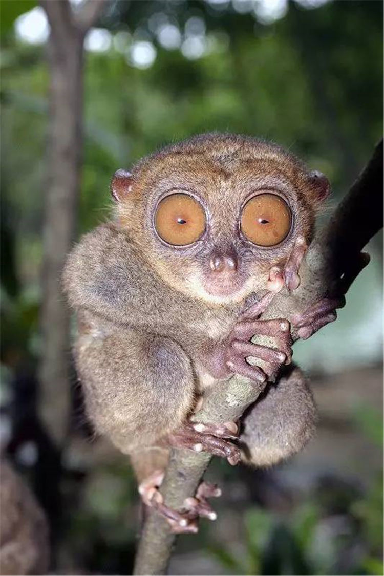 世上最聪明的猴子,拳头大的身子,眼睛却占半张脸,酷似外星人