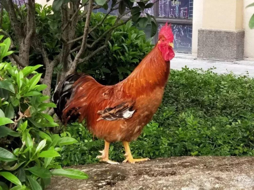 美味之旅·江英鸡鸣2019阳山第二届江英鸡美食节将于12月1日开幕