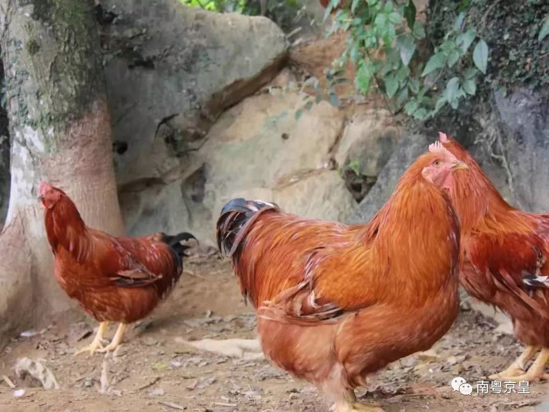 美味之旅·江英鸡鸣2019阳山第二届江英鸡美食节将于12月1日开幕