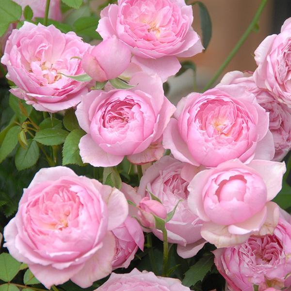 仙气十足的月季旋律,浅粉色的花朵,发出淡淡的香气,浪漫怡人