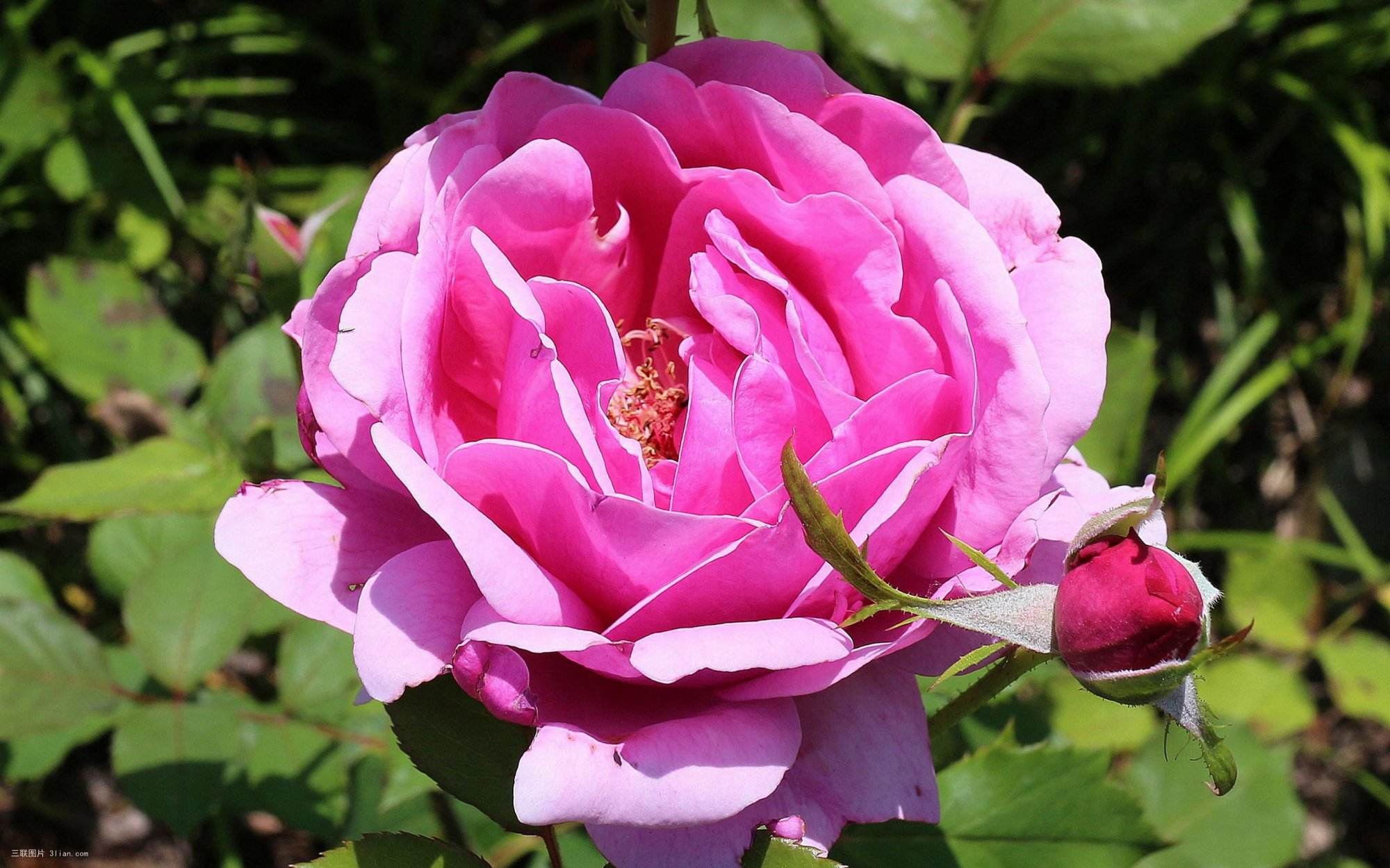 仙气十足的月季旋律,浅粉色的花朵,发出淡淡的香气,浪漫怡人