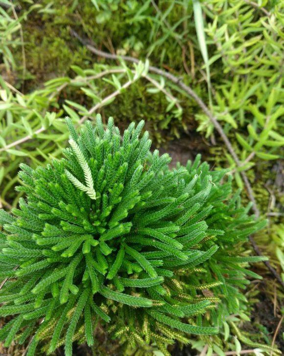 养不死的"九死还魂草"也是一种中药,你老家山上有吗?