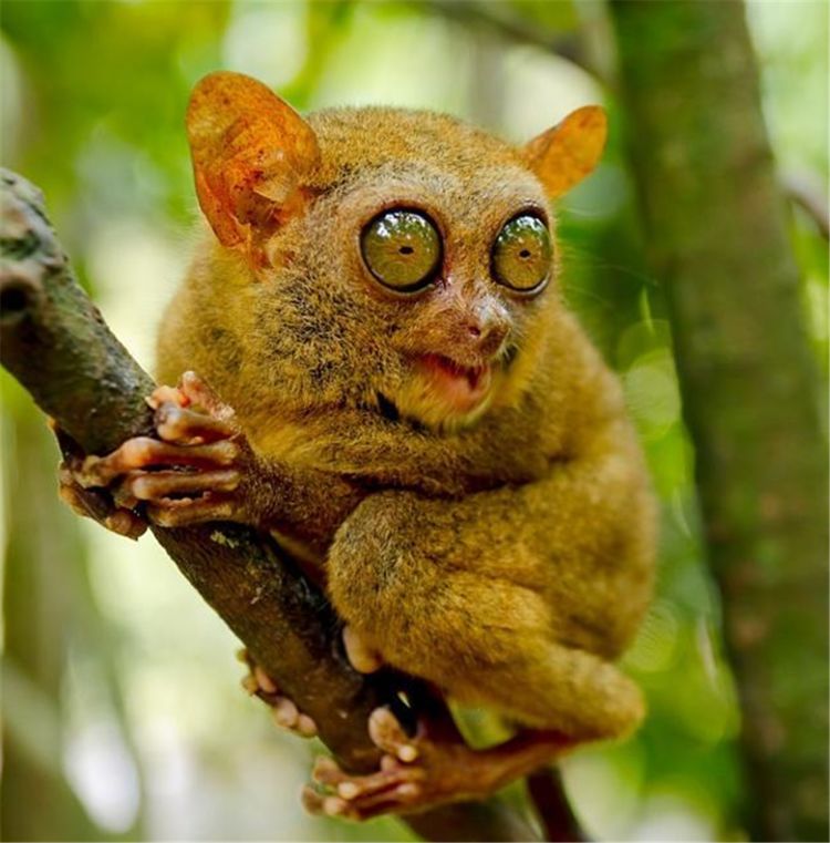 世上最聪明的猴子,拳头大的身子,眼睛却占半张脸,酷似外星人