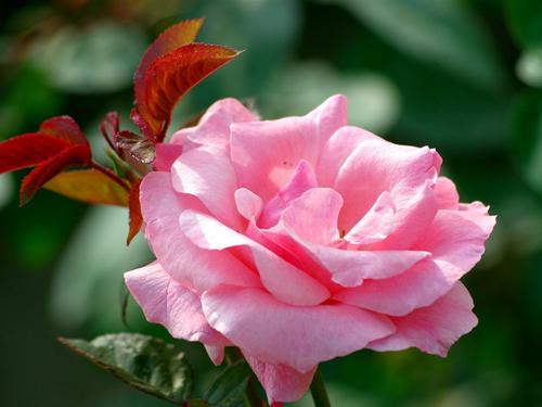 旋律月季花是一种开花量极大的花卉,一朵挨着一朵格外的清新靓丽,适应