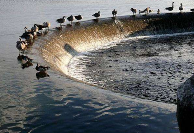 这个小镇因"锦鲤"而爆红,鸭子踩鱼成奇观,每年吸引50万游客