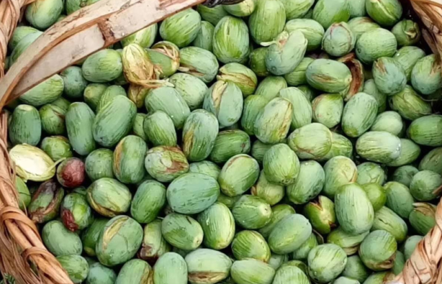 深山里才有的香榧树,果实是有名的坚果,如今药用价值极高