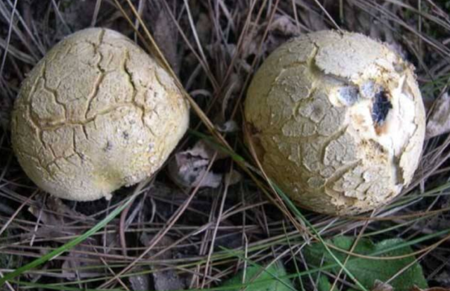 而在大山还有一种野生菌,形如白馒头,圆润饱满,农村俗称"牛屎菇",这