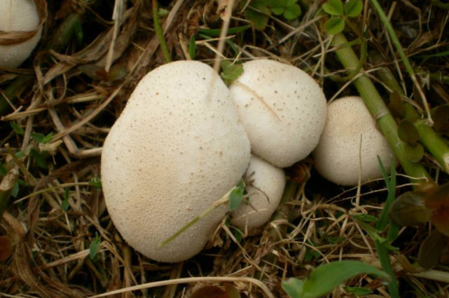 农村俗称牛屎菇没想到还是天然止血药弹之有尘粉飞出