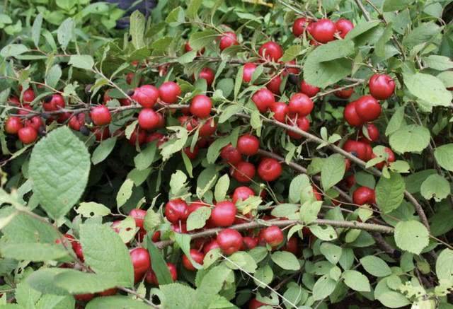 "野果",被称为"山梅子",果子像"樱桃",珍贵|野果|山谷|欧李_新浪新闻