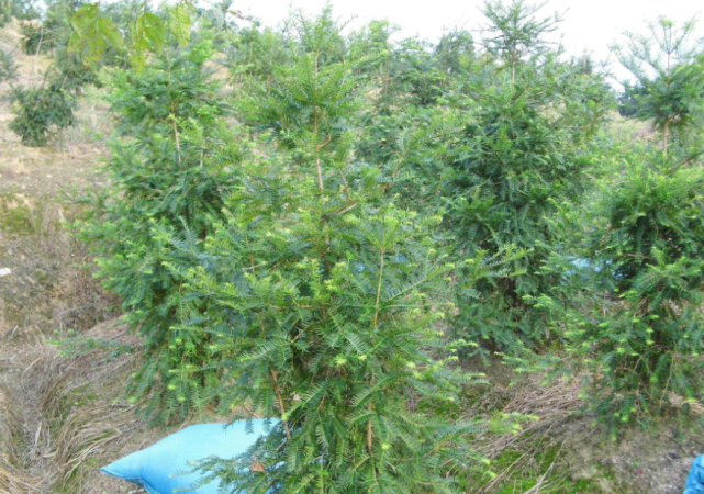 深山里才有的香榧树果实是有名的坚果如今药用价值极高