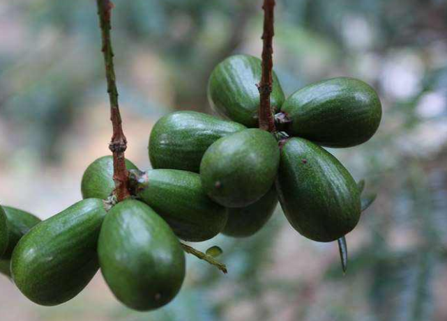深山里才有的香榧树,果实是有名的坚果,如今药用价值极高