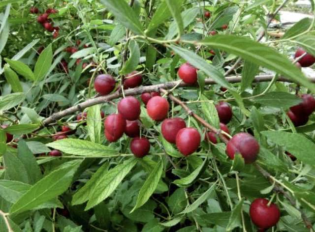 山谷里有1种"野果",被称为"山梅子",果子像"樱桃",珍贵