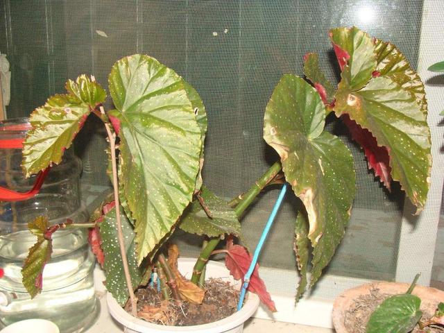 竹节海棠花扦插选老枝条,开花一串串,粉嘟嘟的很诱人