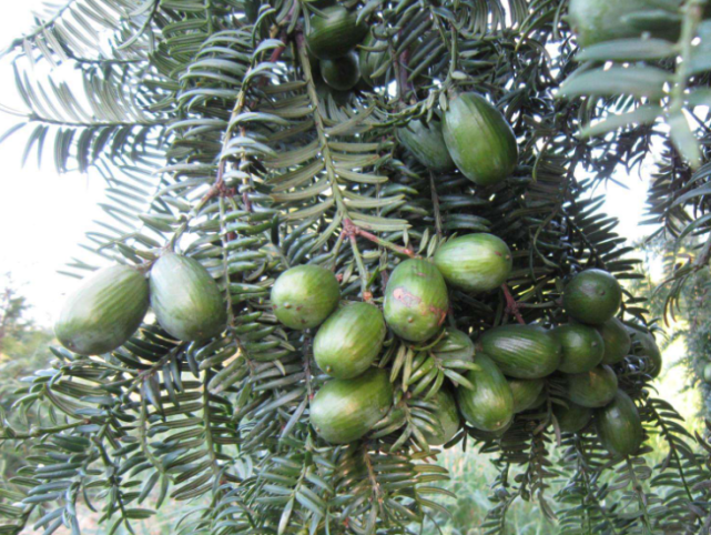 深山里才有的香榧树,果实是有名的坚果,如今药用价值极高