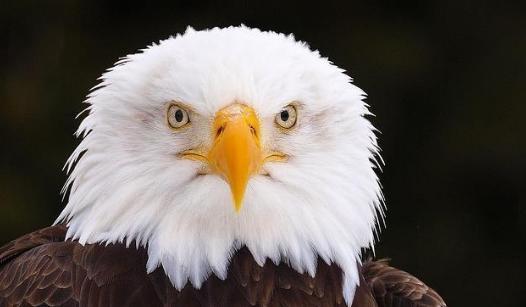 心理测试:哪双眼神最锐利,测你何时能鹰击长空,站上巅峰