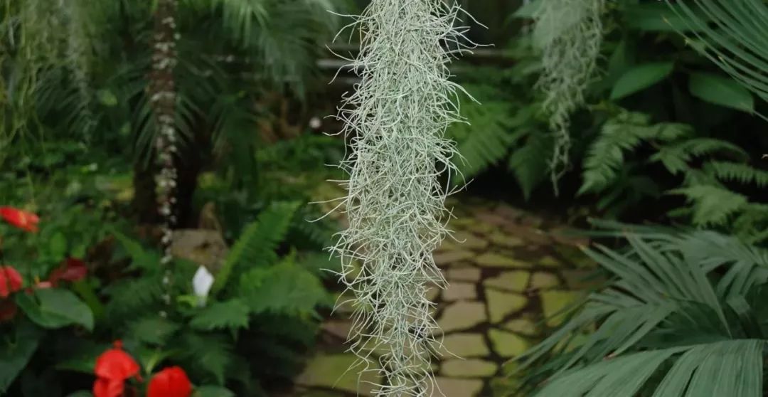 神奇的空气草,有绳子悬挂在空中就能生长,变成别致的装饰植物