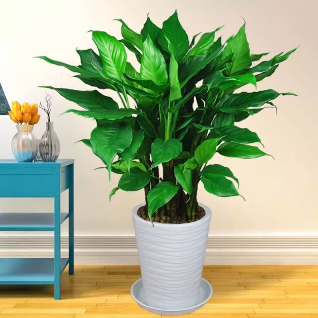 安康|万年青|富贵竹_新浪新闻