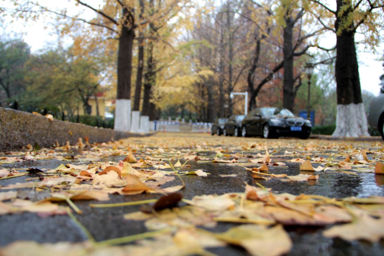 雨后青岛八大关如同掉进大染缸,街道落叶五颜六色似油画