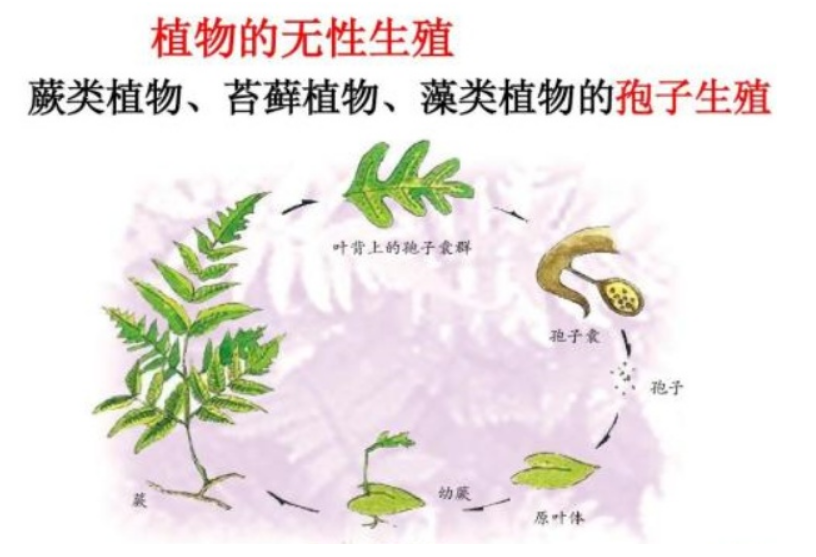 纯天然的海藻颗粒面膜真的会发芽吗?图解