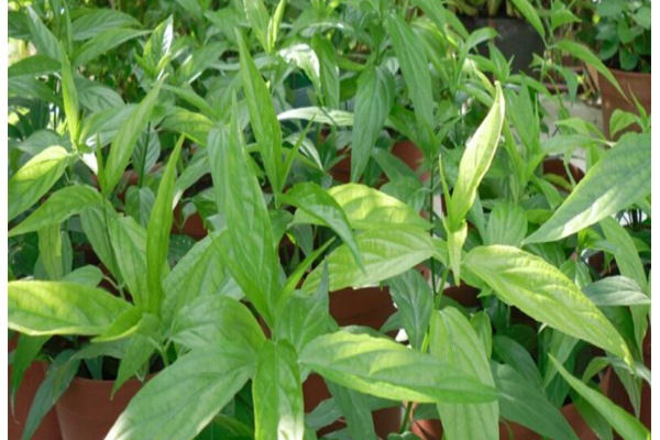 这6物是肺的天然清洁工经常吃的人肺部都比较健康