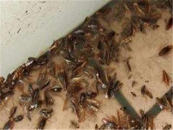 05%氟虫腈,或2%氟蚁腙.