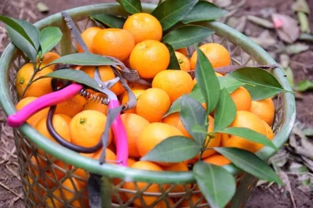 浙江台州黄岩区特产"黄岩蜜桔",果肉柔软化渣,酸甜适中