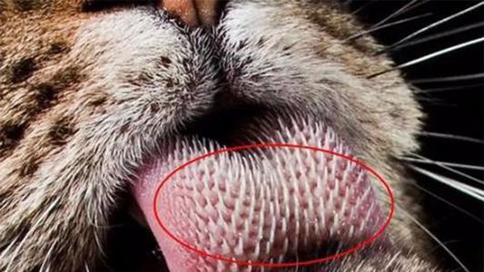 百兽之王老虎舌头长有倒刺,锋利似钢钉,但没想虎鞭也有