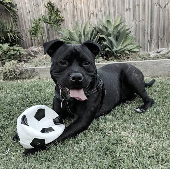 令人不解的黑色比特犬每晚固定时间就消失然后又湿漉漉的回家