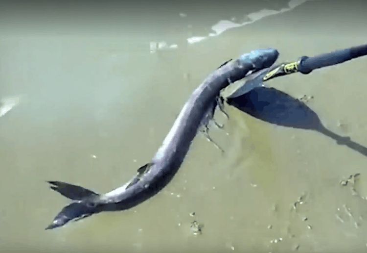 男子海边钓鱼时看到一条鱼形似"龙形", 瞬间眼前一亮!