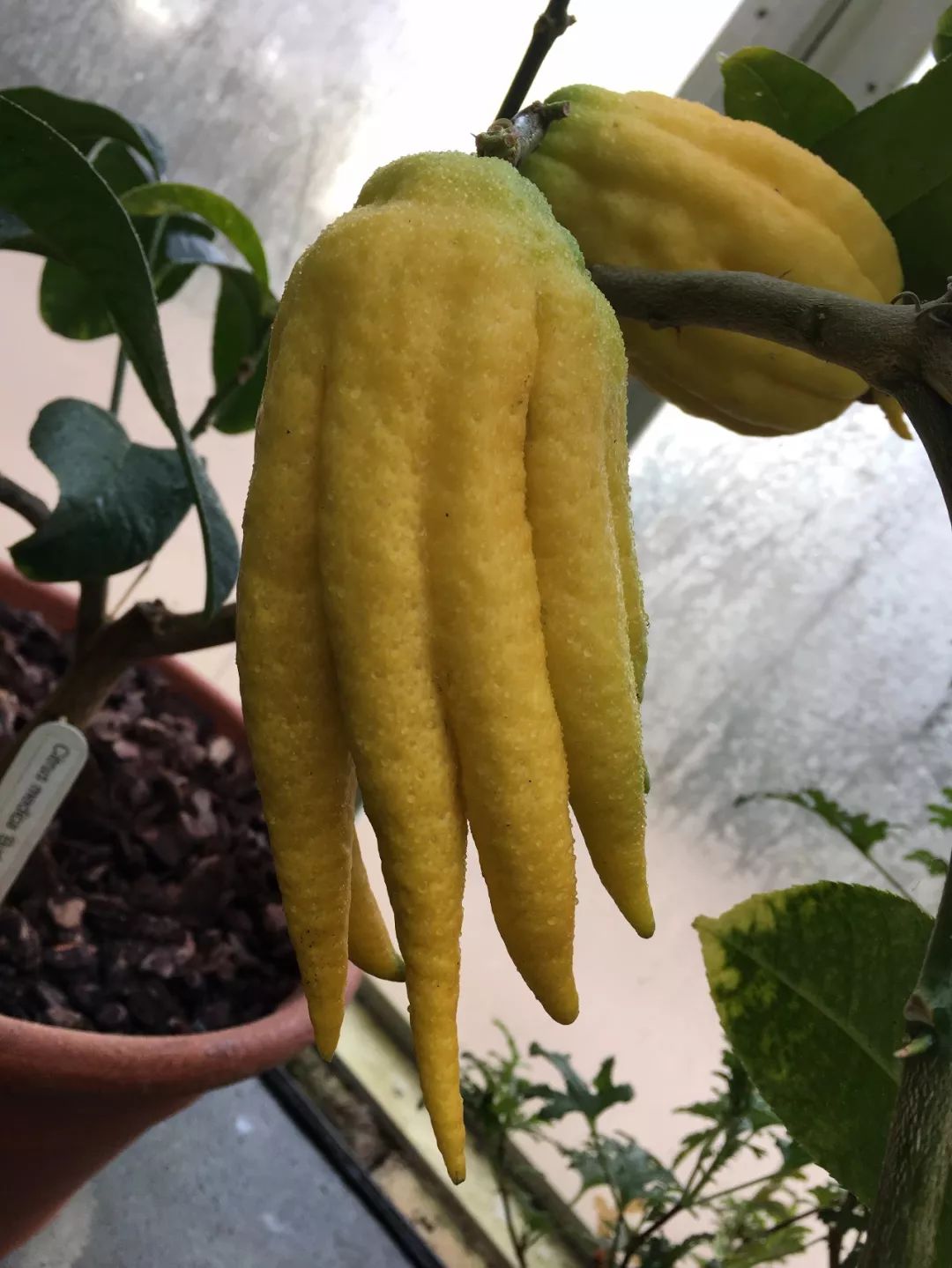 长相极其独特的佛手橘,果实像长长的手指般|佛手|果实|手指_新浪新闻