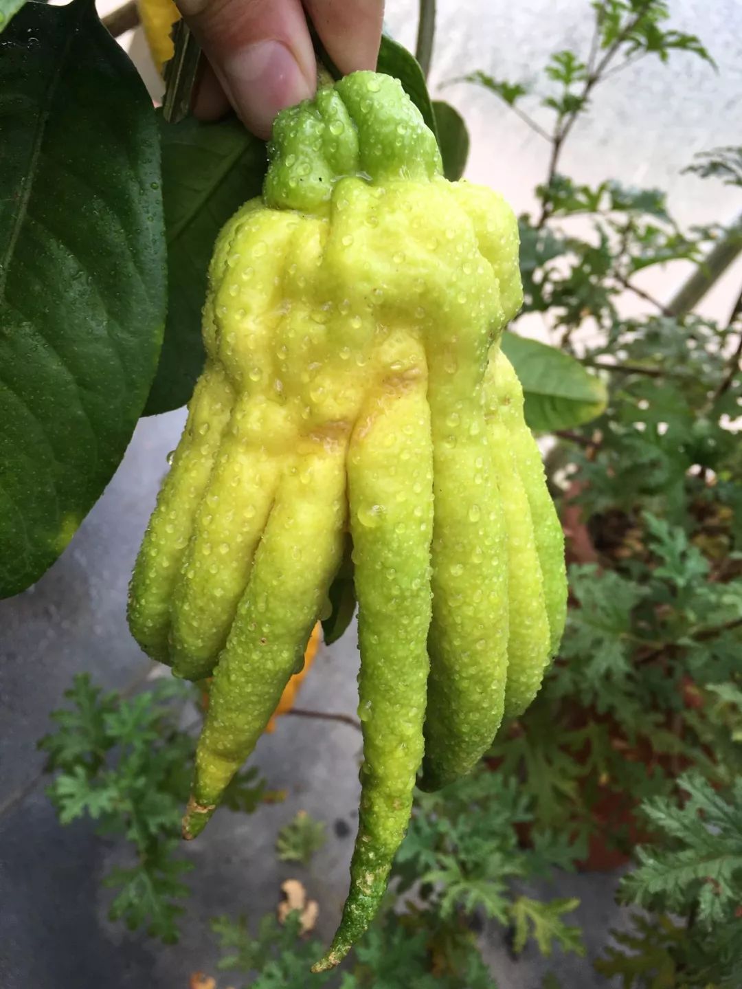 长相极其独特的佛手橘,果实像长长的手指般|佛手|果实|手指_新浪新闻