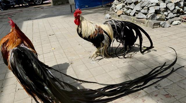 越南农民养殖百只长尾鸡,长大后每只售价近两万元