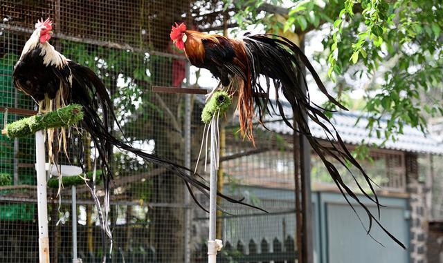 越南农民养殖百只长尾鸡,长大后每只售价近两万元