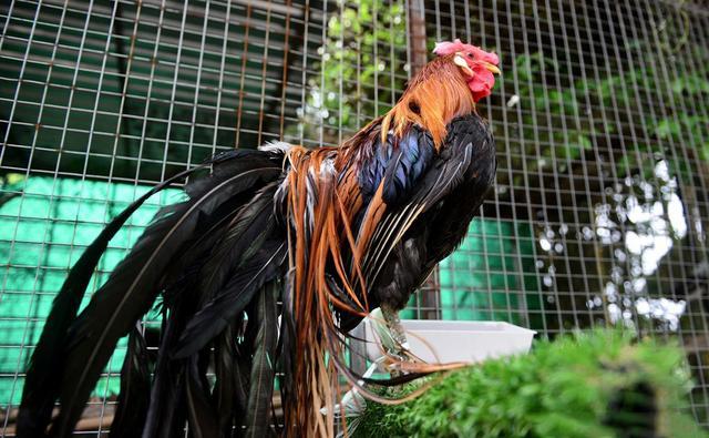 越南农民养殖百只长尾鸡,长大后每只售价近两万元