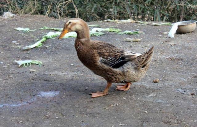 菜市场活鸭1只50元为何烤鸭只卖20元看完才发现幸亏没有买