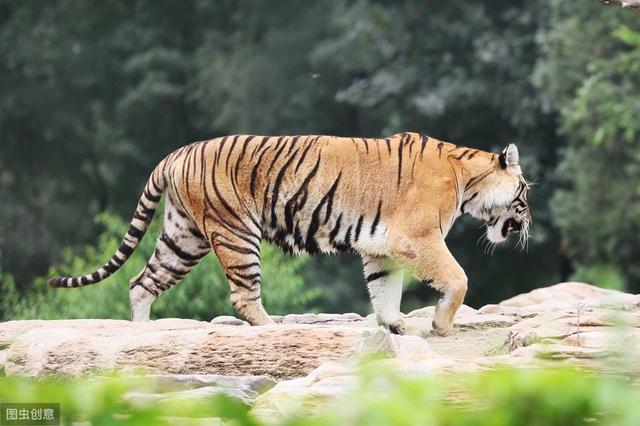 "森林之王"可不是白叫的,老虎的仁义,再饿也有3不杀?