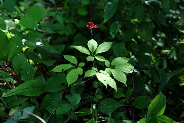 林下参,野山参不考虑质地,有其形无其功,why?
