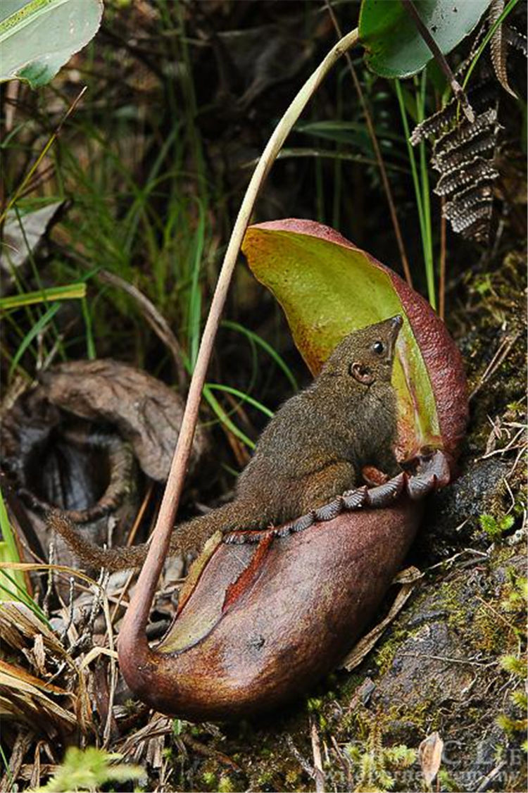 笼盖下反射蓝绿波段的光,对应了山地树鼩的视觉最敏感的波段.