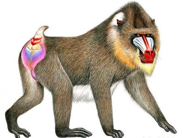 重庆动物园引进鬼脸猴名出山海经例假时间与人相同